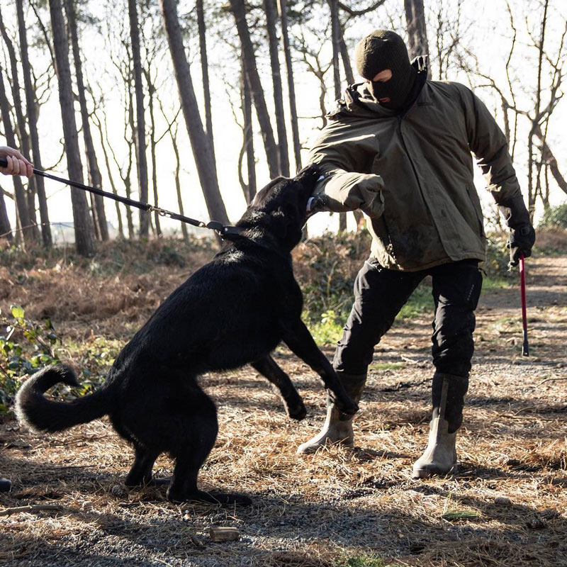 protection dog training