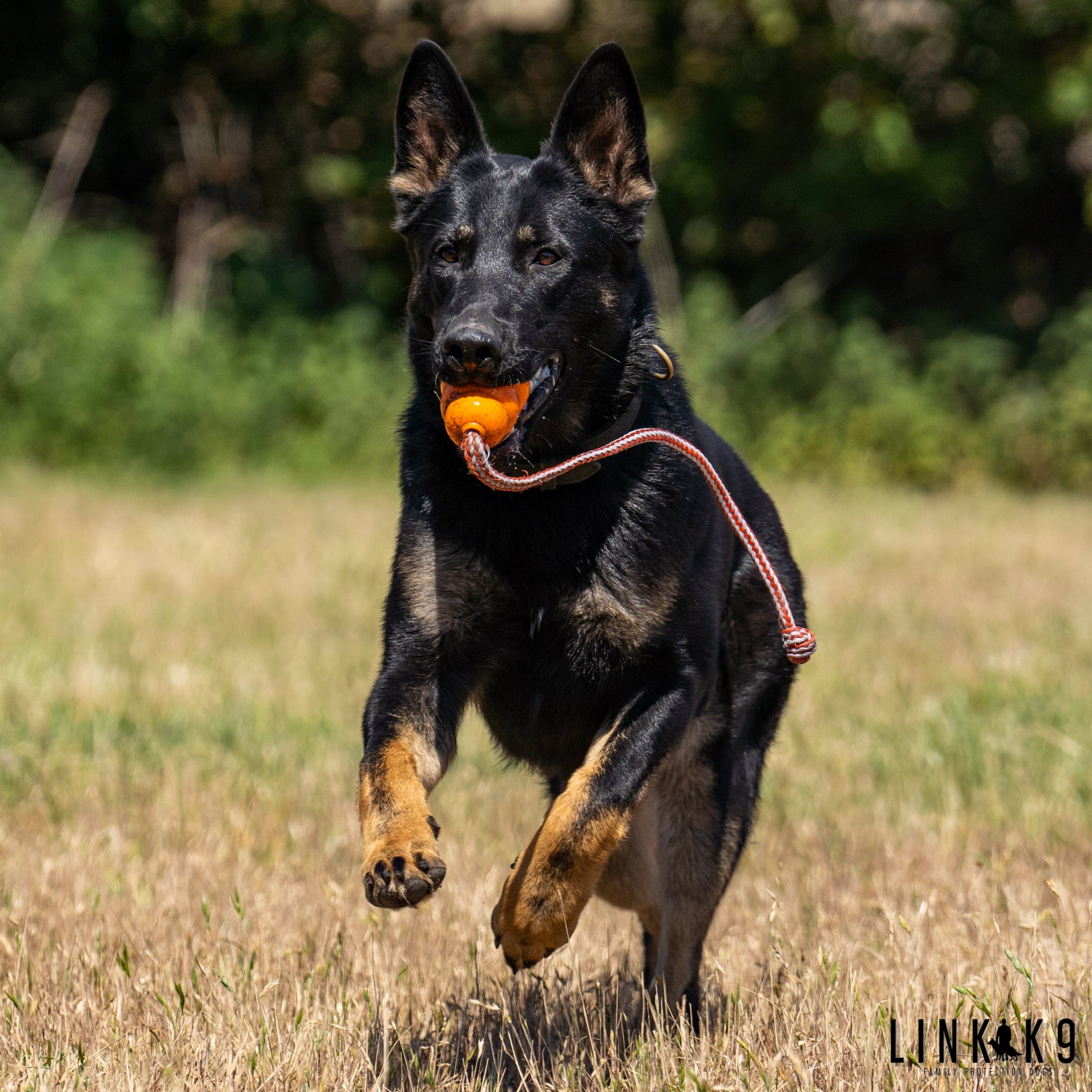 Link K9 Protection Dogs Guard Dogs DOGS GALLERY