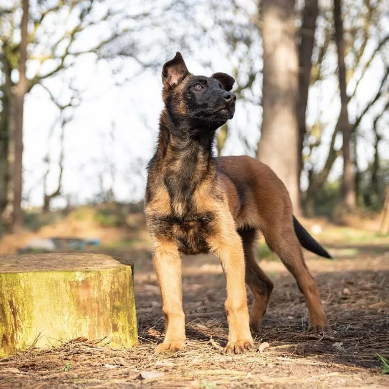 Family Friendly Protection Dogs for sale in Alderley Edge.