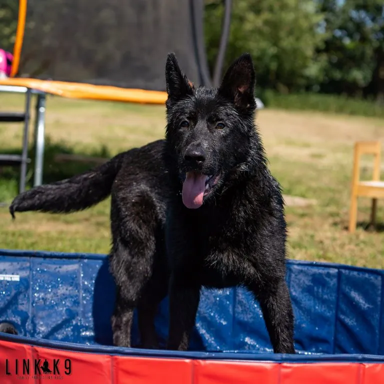 Family Friendly Protection Dogs for sale in Cobham, Surrey.