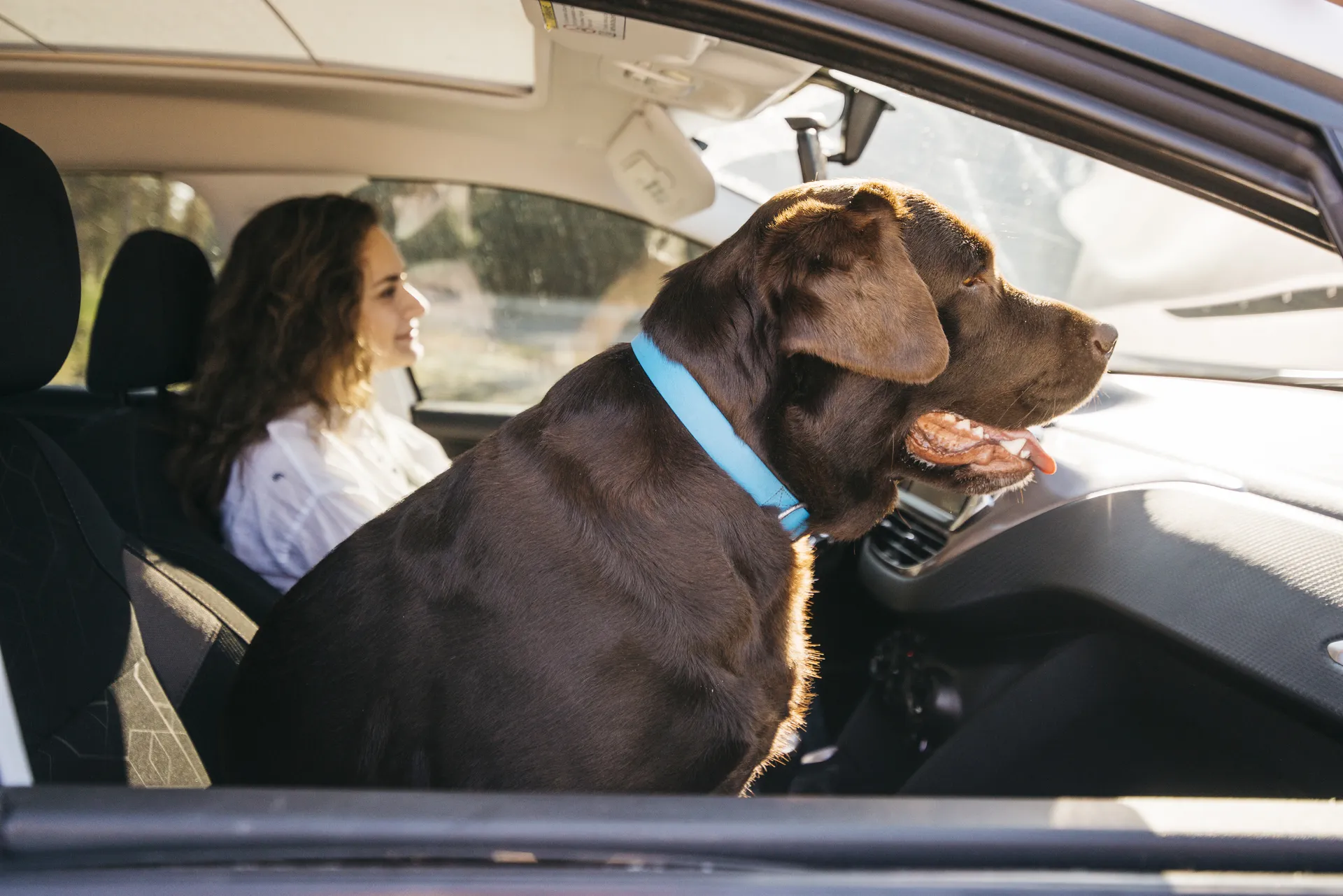 Travelling Dog