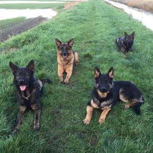 How to Choose the Right Protection Dog for Your Family