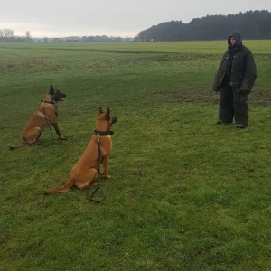 Dog Protection