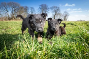 German Shepherd Puppy