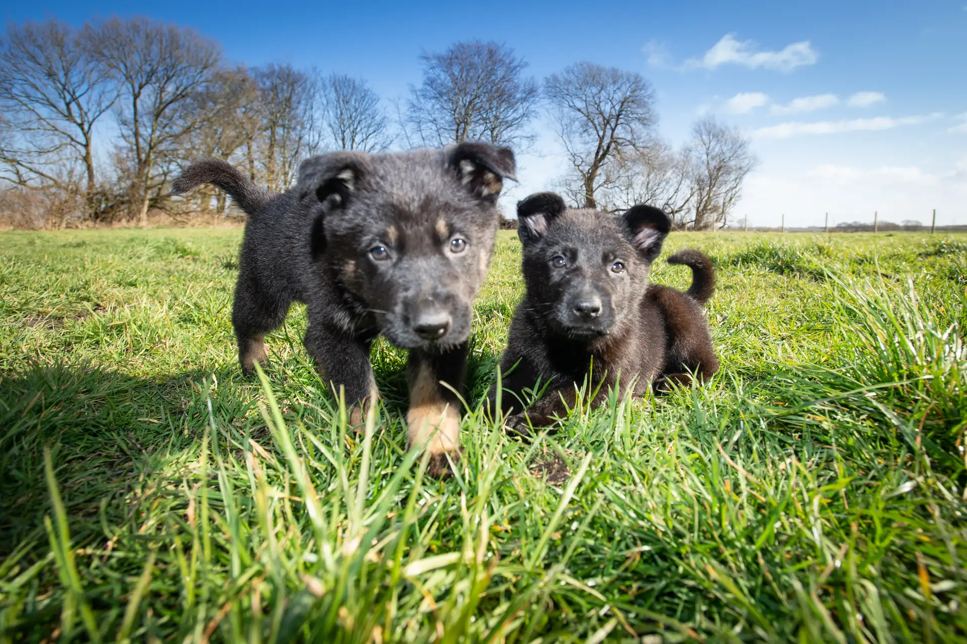 German Shepherd Puppy
